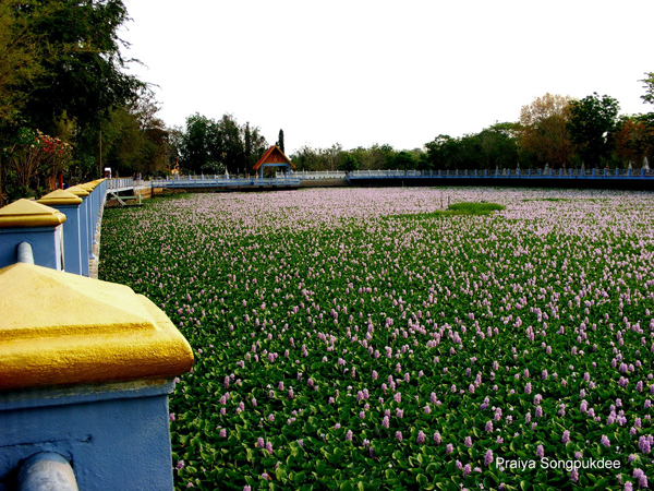Unseen Thailand ความสวยงามของดอกผักตบชวา ณ วัดสิงห์คูยาง