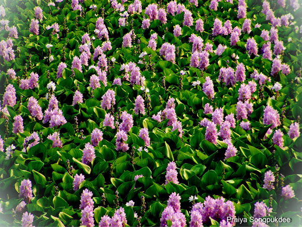 Unseen Thailand ความสวยงามของดอกผักตบชวา ณ วัดสิงห์คูยาง