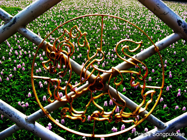 Unseen Thailand ความสวยงามของดอกผักตบชวา ณ วัดสิงห์คูยาง