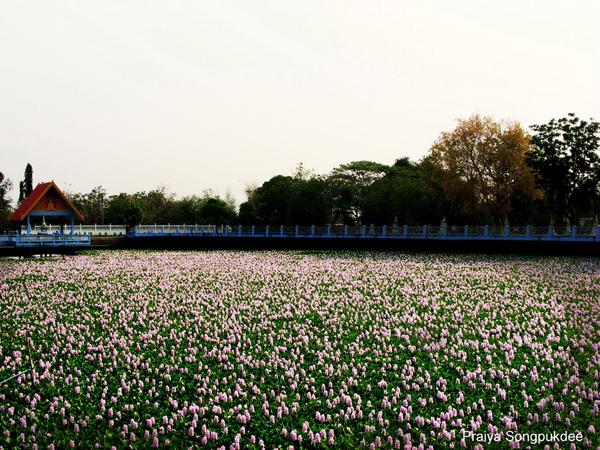 Unseen Thailand ความสวยงามของดอกผักตบชวา ณ วัดสิงห์คูยาง