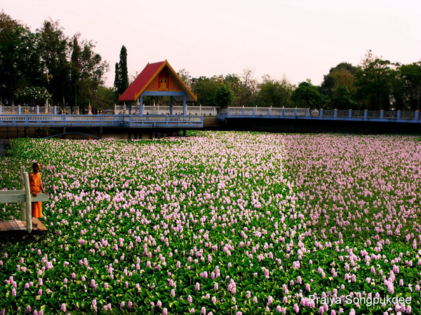 Unseen Thailand ความสวยงามของดอกผักตบชวา ณ วัดสิงห์คูยาง