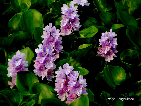 Unseen Thailand ความสวยงามของดอกผักตบชวา ณ วัดสิงห์คูยาง