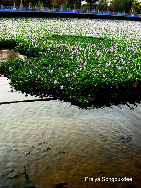 Unseen Thailand ความสวยงามของดอกผักตบชวา ณ วัดสิงห์คูยาง