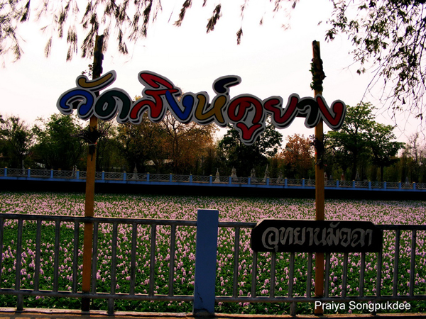 Unseen Thailand ความสวยงามของดอกผักตบชวา ณ วัดสิงห์คูยาง