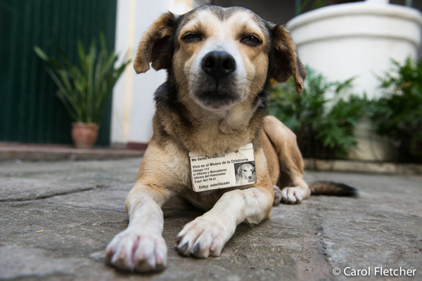 เท่เลย เหล่าสุนัขจรจัดรับหน้าที่เป็นยาม เฝ้าสถานที่ราชการเชียวนะ