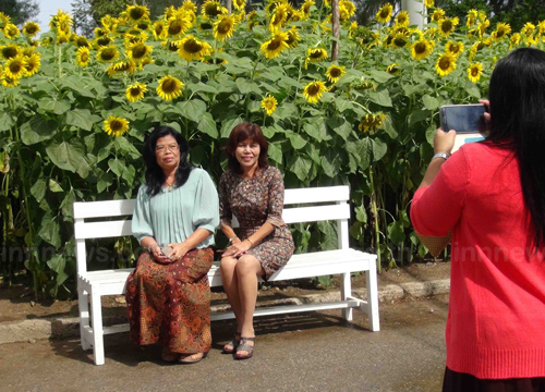 ทุ่งทานตะวัน