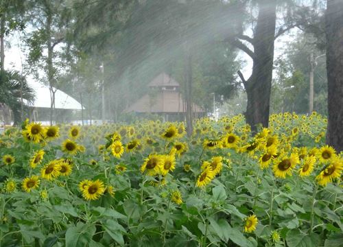 ทุ่งทานตะวัน