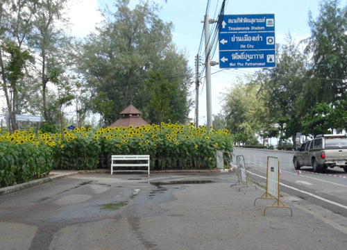 ทุ่งทานตะวัน