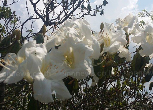 ภูหินร่องกล้า กุหลาบขาวบานเต็มลานครั้งแรกของปี รอรับนักท่องเที่ยว
