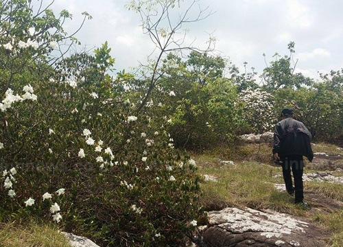 ภูหินร่องกล้า กุหลาบขาวบานเต็มลานครั้งแรกของปี รอรับนักท่องเที่ยว