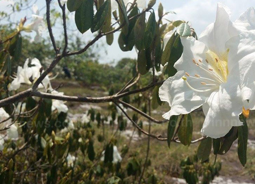 ภูหินร่องกล้า กุหลาบขาวบานเต็มลานครั้งแรกของปี รอรับนักท่องเที่ยว