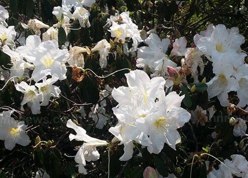 ภูหินร่องกล้า กุหลาบขาวบานเต็มลานครั้งแรกของปี รอรับนักท่องเที่ยว