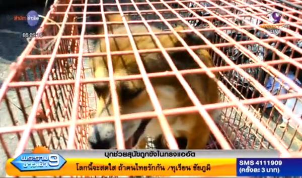 ช่วยเหลือสุนัขนับ 100 ตัวถูกขังอย่างอดอยาก