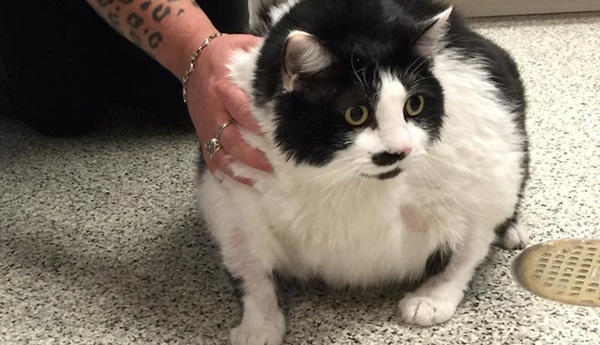 เหมียวอ้วนตัวแทบแตกถูกจับลดน้ำหนัก เทียบไซส์แล้วเท่าคนหนัก 300 กิโล !!