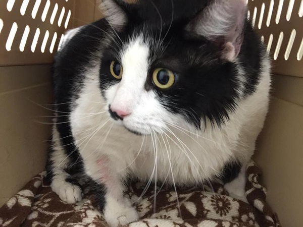 เหมียวอ้วนตัวแทบแตกถูกจับลดน้ำหนัก เทียบไซส์แล้วเท่าคนหนัก 300 กิโล !!