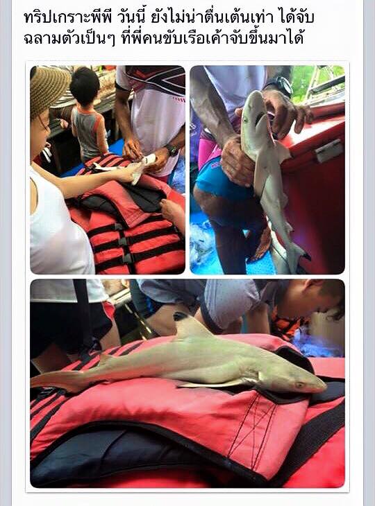  ทัวร์เกาะพีพี จับลูกฉลามให้นักท่องเที่ยวสัมผัส