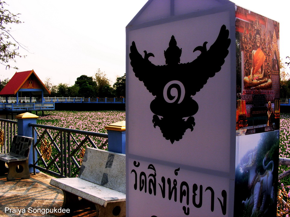 Unseen Thailand ความสวยงามของดอกผักตบชวา ณ วัดสิงห์คูยาง