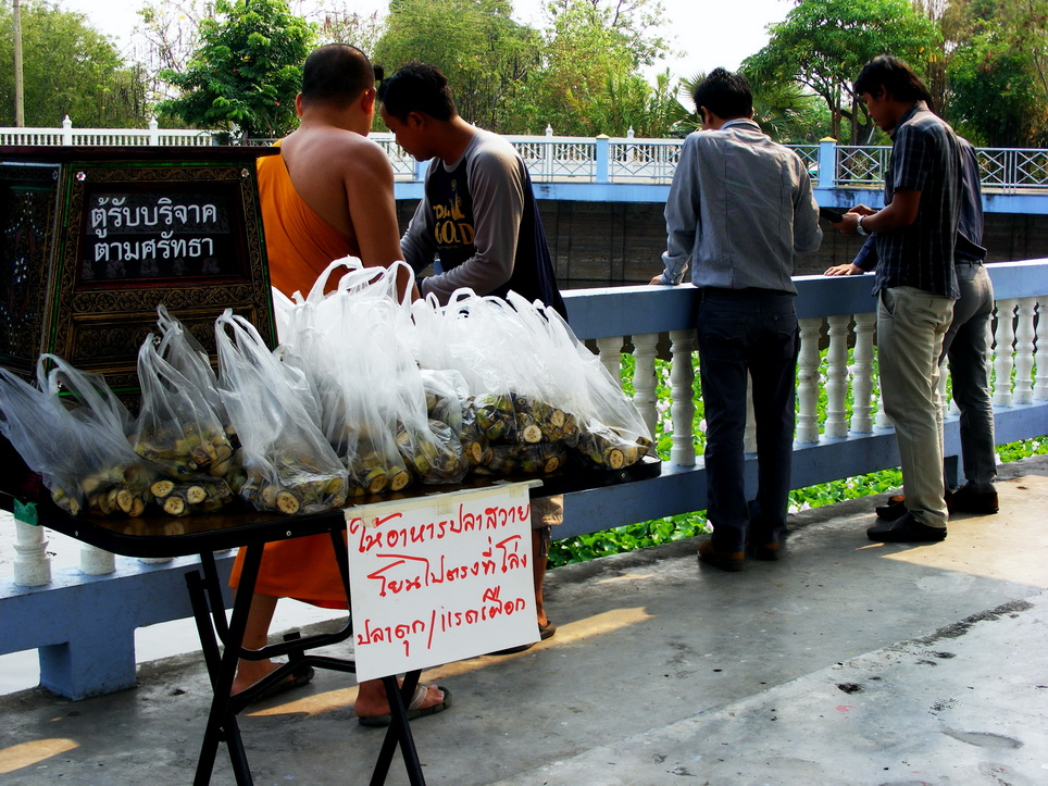 Unseen Thailand ความสวยงามของดอกผักตบชวา ณ วัดสิงห์คูยาง