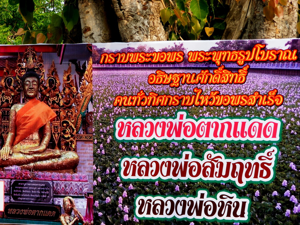 Unseen Thailand ความสวยงามของดอกผักตบชวา ณ วัดสิงห์คูยาง