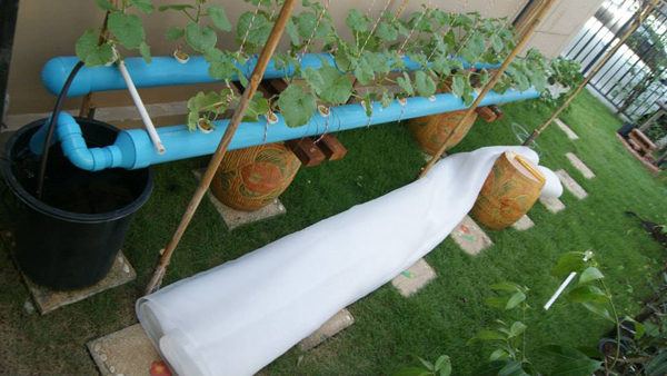 เจ๋งได้อีก ! ปลูกเมลอนระโยงระยาง เป็นสวนบนทาวน์เฮ้าส์