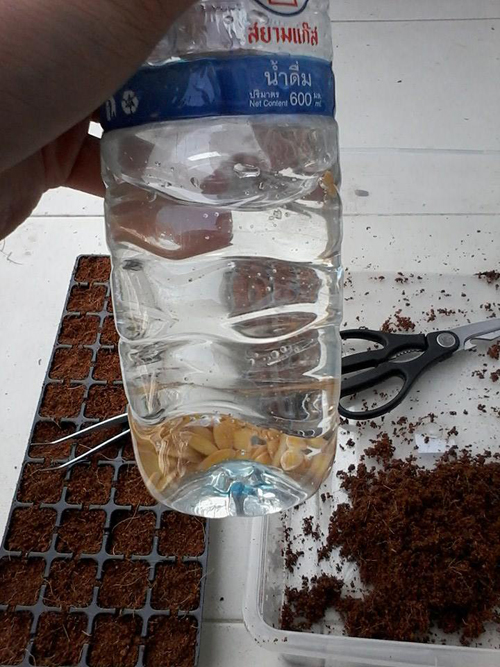 เจ๋งได้อีก ! ปลูกเมลอนระโยงระยาง เป็นสวนบนทาวน์เฮ้าส์