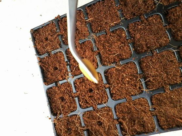 เจ๋งได้อีก ! ปลูกเมลอนระโยงระยาง เป็นสวนบนทาวน์เฮ้าส์