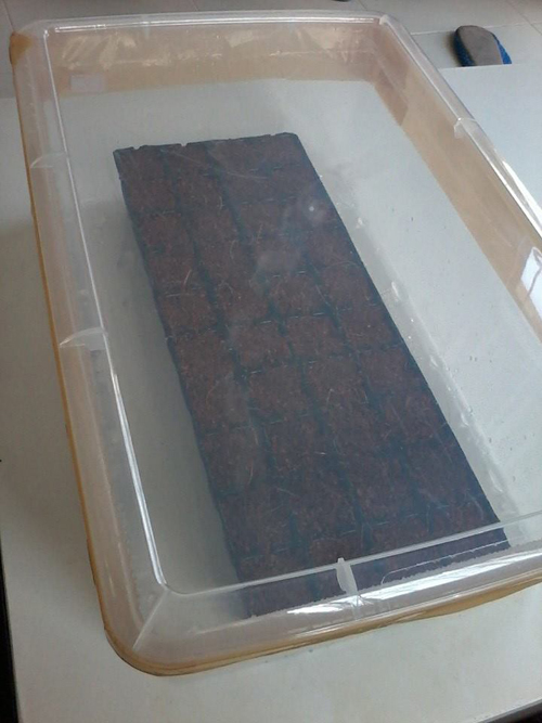 เจ๋งได้อีก ! ปลูกเมลอนระโยงระยาง เป็นสวนบนทาวน์เฮ้าส์