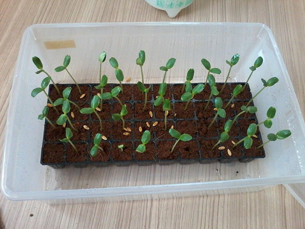 เจ๋งได้อีก ! ปลูกเมลอนระโยงระยาง เป็นสวนบนทาวน์เฮ้าส์