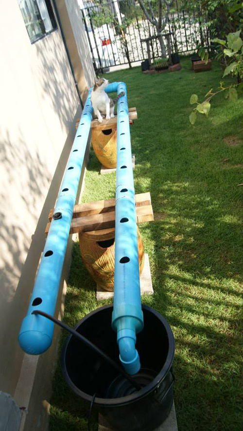 เจ๋งได้อีก ! ปลูกเมลอนระโยงระยาง เป็นสวนบนทาวน์เฮ้าส์