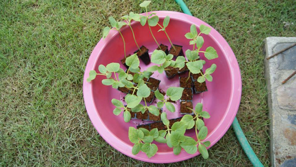 เจ๋งได้อีก ! ปลูกเมลอนระโยงระยาง เป็นสวนบนทาวน์เฮ้าส์