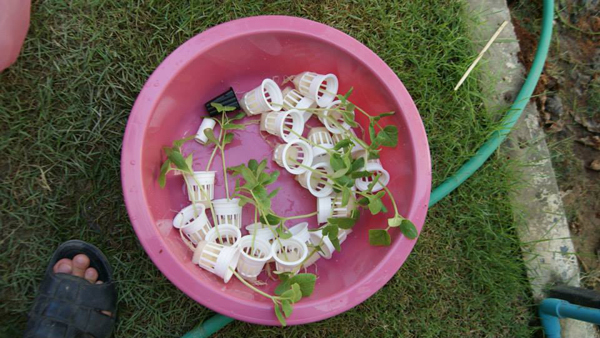 เจ๋งได้อีก ! ปลูกเมลอนระโยงระยาง เป็นสวนบนทาวน์เฮ้าส์