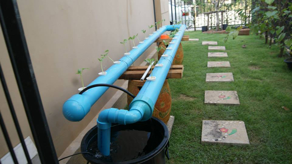 เจ๋งได้อีก ! ปลูกเมลอนระโยงระยาง เป็นสวนบนทาวน์เฮ้าส์