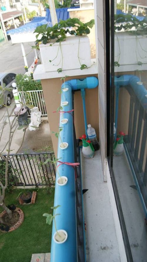 เจ๋งได้อีก ! ปลูกเมลอนระโยงระยาง เป็นสวนบนทาวน์เฮ้าส์