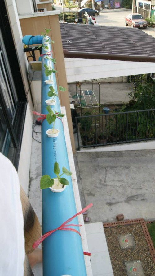 เจ๋งได้อีก ! ปลูกเมลอนระโยงระยาง เป็นสวนบนทาวน์เฮ้าส์