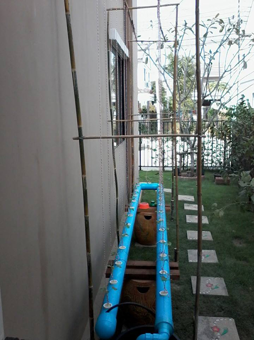 เจ๋งได้อีก ! ปลูกเมลอนระโยงระยาง เป็นสวนบนทาวน์เฮ้าส์