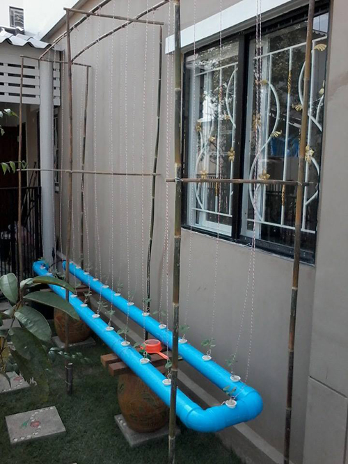 เจ๋งได้อีก ! ปลูกเมลอนระโยงระยาง เป็นสวนบนทาวน์เฮ้าส์