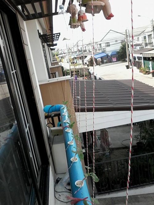 เจ๋งได้อีก ! ปลูกเมลอนระโยงระยาง เป็นสวนบนทาวน์เฮ้าส์