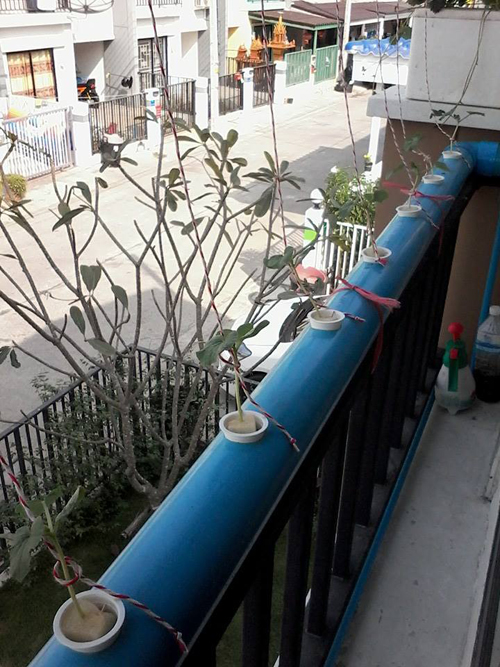 เจ๋งได้อีก ! ปลูกเมลอนระโยงระยาง เป็นสวนบนทาวน์เฮ้าส์