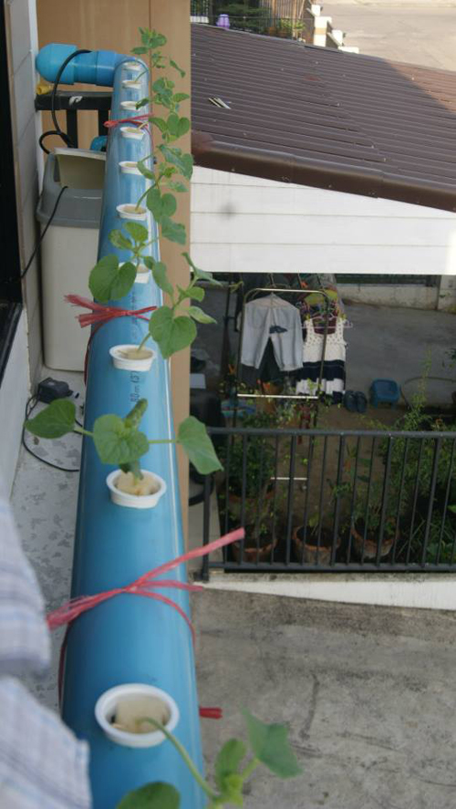 เจ๋งได้อีก ! ปลูกเมลอนระโยงระยาง เป็นสวนบนทาวน์เฮ้าส์