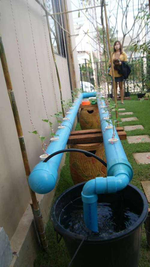 เจ๋งได้อีก ! ปลูกเมลอนระโยงระยาง เป็นสวนบนทาวน์เฮ้าส์