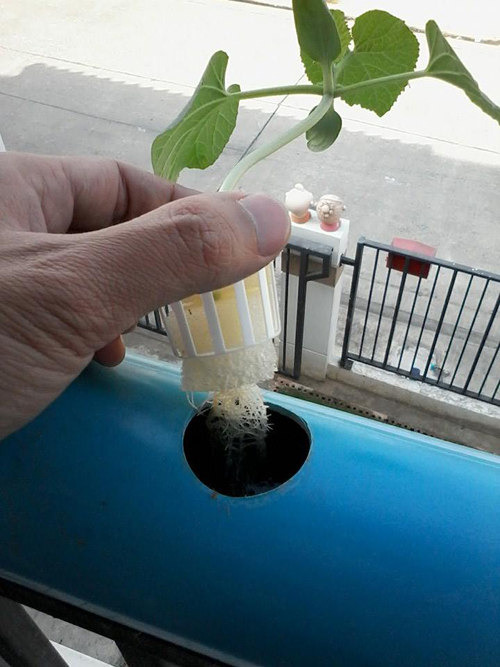 เจ๋งได้อีก ! ปลูกเมลอนระโยงระยาง เป็นสวนบนทาวน์เฮ้าส์