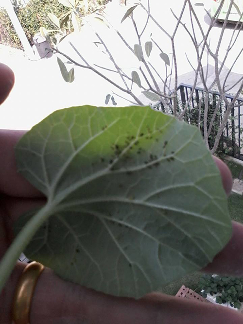 เจ๋งได้อีก ! ปลูกเมลอนระโยงระยาง เป็นสวนบนทาวน์เฮ้าส์