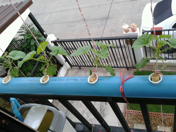 เจ๋งได้อีก ! ปลูกเมลอนระโยงระยาง เป็นสวนบนทาวน์เฮ้าส์