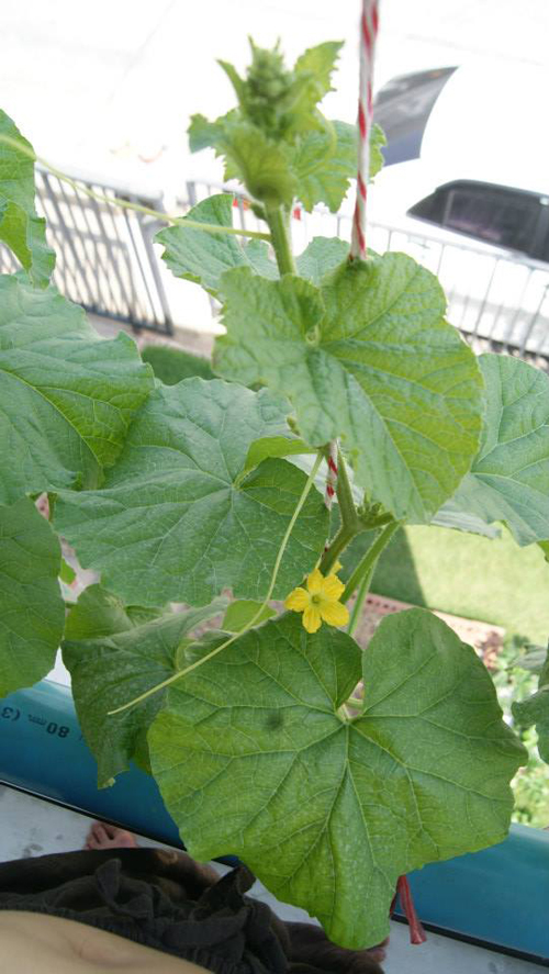 เจ๋งได้อีก ! ปลูกเมลอนระโยงระยาง เป็นสวนบนทาวน์เฮ้าส์