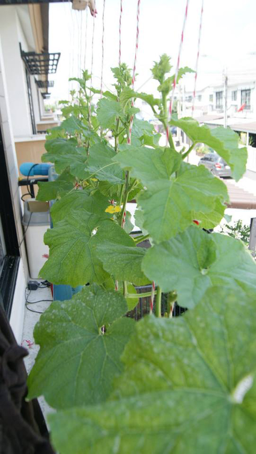 เจ๋งได้อีก ! ปลูกเมลอนระโยงระยาง เป็นสวนบนทาวน์เฮ้าส์