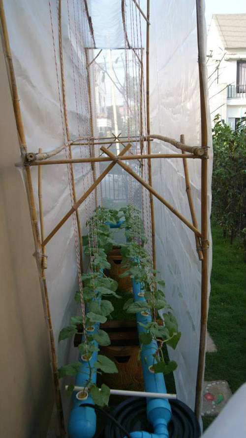 เจ๋งได้อีก ! ปลูกเมลอนระโยงระยาง เป็นสวนบนทาวน์เฮ้าส์