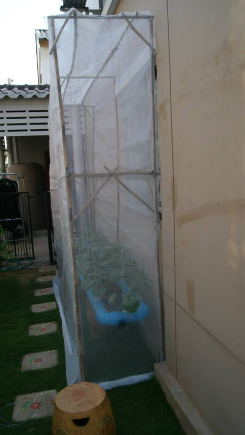 เจ๋งได้อีก ! ปลูกเมลอนระโยงระยาง เป็นสวนบนทาวน์เฮ้าส์