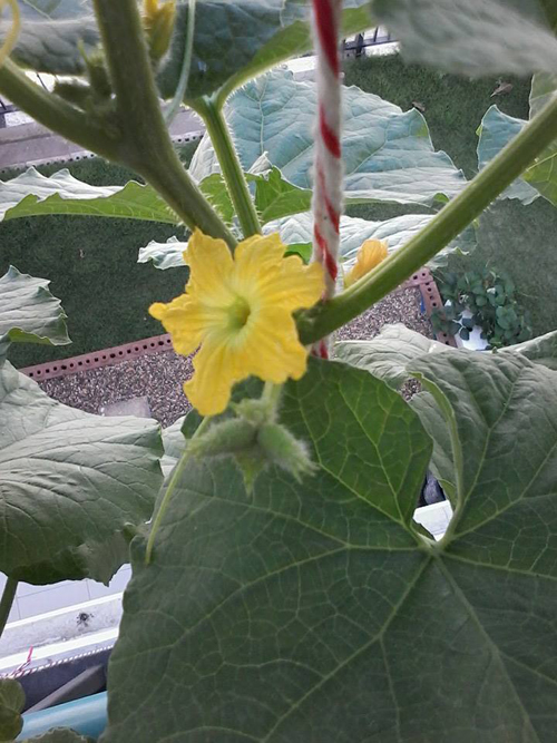 เจ๋งได้อีก ! ปลูกเมลอนระโยงระยาง เป็นสวนบนทาวน์เฮ้าส์