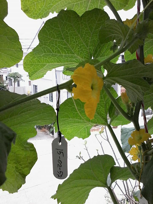 เจ๋งได้อีก ! ปลูกเมลอนระโยงระยาง เป็นสวนบนทาวน์เฮ้าส์