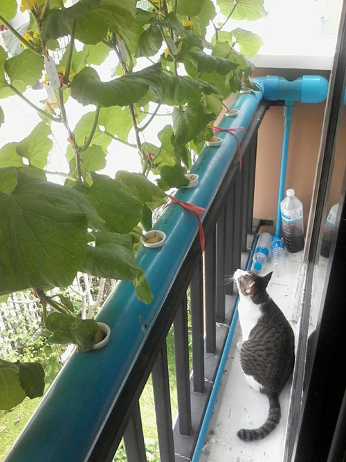 เจ๋งได้อีก ! ปลูกเมลอนระโยงระยาง เป็นสวนบนทาวน์เฮ้าส์